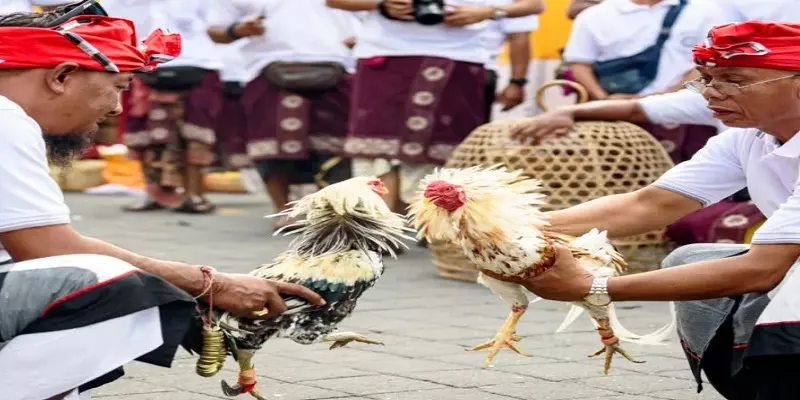 Giới thiệu về coi đá gà Campuchia