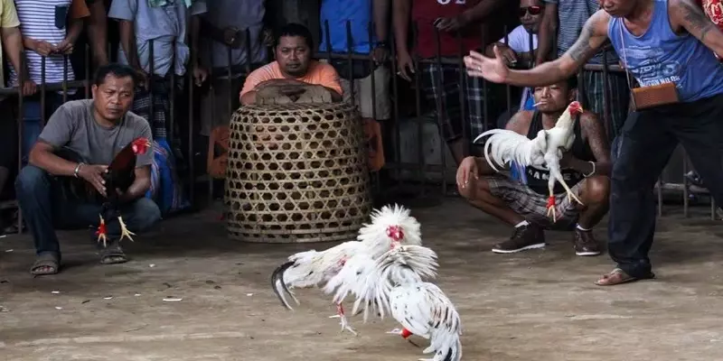 Coi đá gà Campuchia hồi hộp trong từng trận đấu hấp dẫn